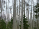 Modravsky_0915_2.jpg